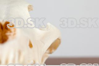 Skull photo reference 0022